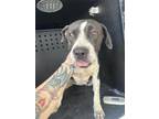 Adopt ANNALISE a Pit Bull Terrier, Mixed Breed