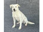 Adopt REMY a Australian Shepherd, Mixed Breed