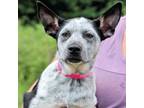 Adopt CT Kangaroo (Fostered in Stafford, CT) a Australian Cattle Dog / Blue