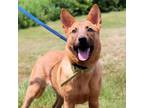 Adopt CT Eva a Australian Kelpie, Shepherd