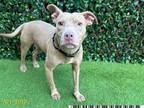 Adopt MISS DEENA a Pit Bull Terrier