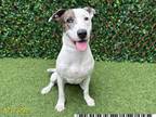 Adopt NINA a Bull Terrier, Parson Russell Terrier