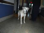 Adopt BELLA a German Shepherd Dog, Mixed Breed