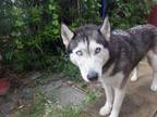 Adopt AURORA a Siberian Husky