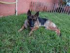 Adopt CHLOE a German Shepherd Dog