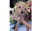 Adopt A2368577 a Yorkshire Terrier