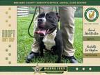 Adopt Jackie a Mixed Breed