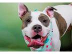 Adopt DIOR a Pit Bull Terrier
