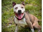 Adopt BLUE a Pit Bull Terrier