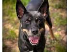 Adopt JOY a Australian Cattle Dog / Blue Heeler, Mixed Breed