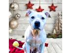 Adopt MIA a Pit Bull Terrier, Mixed Breed