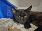 Adopt DUCKY a Domestic Short Hair