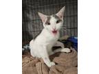 Adopt GOLD a Domestic Short Hair