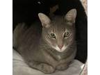 Adopt Val a Domestic Short Hair