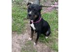 Adopt Alyssa a Terrier