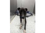Adopt PENELOPE a Labrador Retriever