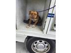 Adopt BANANA PUDDING a Black Mouth Cur, Mixed Breed