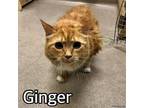 Adopt GINGER a Domestic Long Hair