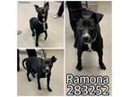 Adopt RAMONA a Mixed Breed