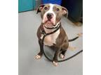 Adopt DORY BLUE a Pit Bull Terrier