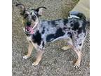 Adopt COOKIE a Catahoula Leopard Dog, Mixed Breed