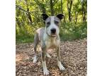 Adopt DAPPLE a Pit Bull Terrier