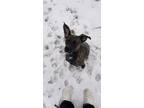 Adopt Skye a Boxer