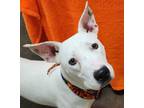 Adopt Ice a Staffordshire Bull Terrier, Bull Terrier