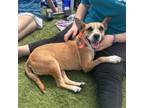 Adopt Alchemy a Rat Terrier