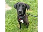 Adopt Annie B a Black Labrador Retriever