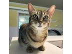 Adopt Granola a Domestic Short Hair