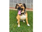 Adopt SOLAR a Great Pyrenees, Australian Shepherd