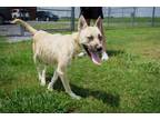 Adopt Gemma a Shepherd