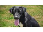 Adopt Justine a Mixed Breed
