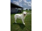 Adopt Goldie a Labrador Retriever