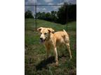 Adopt Betsy a Mixed Breed