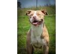 Adopt Karli a Mixed Breed