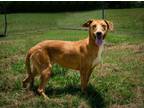 Adopt Babs a Mixed Breed