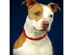 Adopt Hippo a Mixed Breed