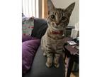 Adopt Jinxy a Domestic Short Hair, Tabby