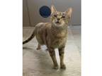 Adopt Mia a Domestic Short Hair, Torbie