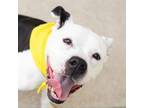 Adopt Consuelo a American Staffordshire Terrier