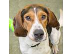 Adopt GWEN a Treeing Walker Coonhound