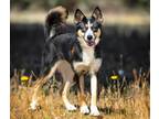 Adopt OZARK a Australian Shepherd, Siberian Husky