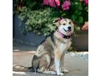 Adopt Maureen a Husky