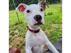 Adopt Kylie a American Staffordshire Terrier