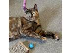 Adopt Juno a Domestic Short Hair