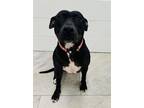 Adopt LAYLA a Pit Bull Terrier