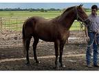 AQHA Red Roan stud service