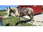 Palomino Mare